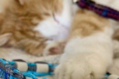 Anti-tiques-chats-2