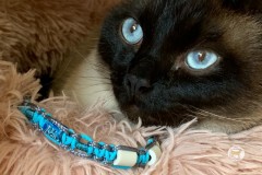 Anti-tiques-chats-3