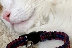 Colliers-chats-3