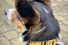 Dandy-Tiger-1