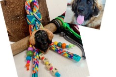 My-Doggie-4